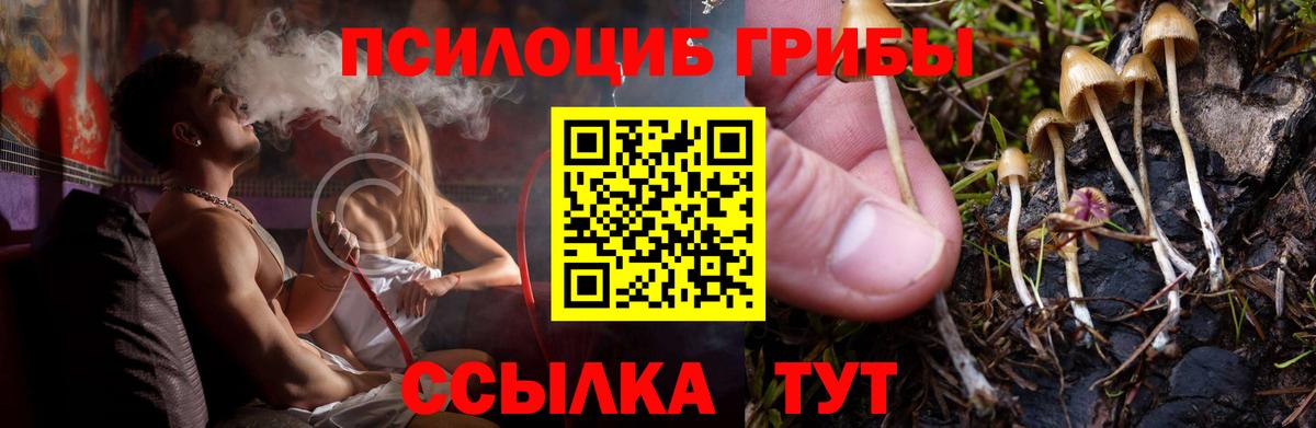 Галлюциногенные грибы Cubensis  Псилоцибиновые грибы прущие грибы  Краснознаменск  Вход с VPN 
