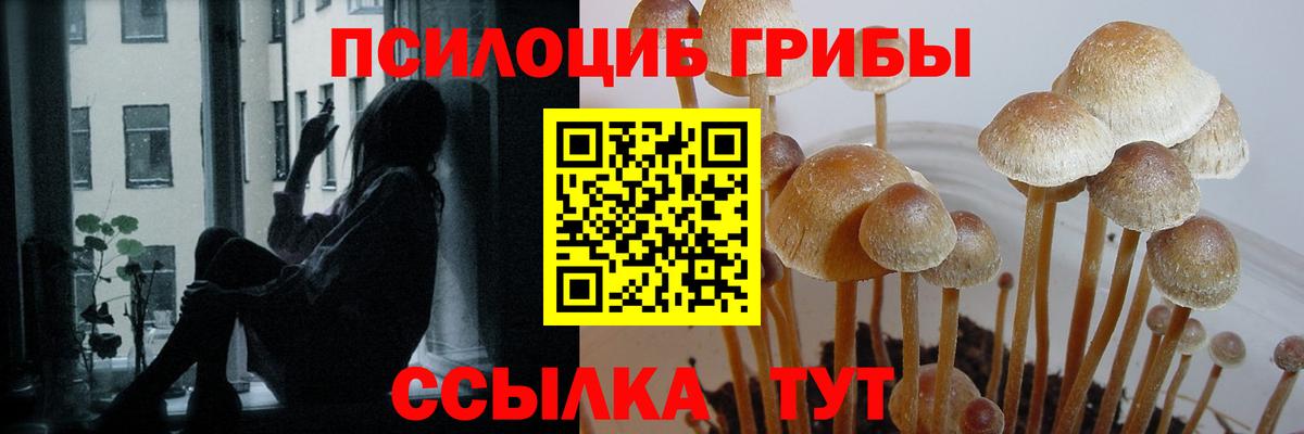 Псилоцибиновые грибы Краснознаменск